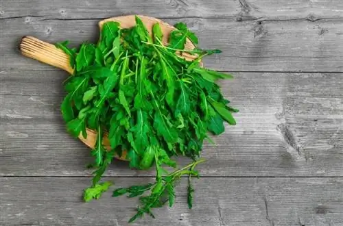 lá arugula tươi trên bảng gỗ