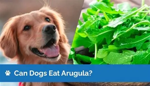 Maaari Bang Kumain ng Arugula ang Mga Aso? Mga Benepisyo sa Kalusugan & Mga FAQ (Nasuri ang Vet)