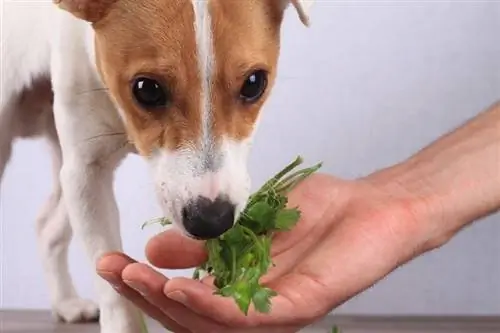 Jack Russell terijer jede peršin i salatu