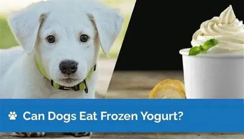 Kunnen honden bevroren yoghurt eten? Potentiële gezondheidsrisico's & Veelgestelde vragen