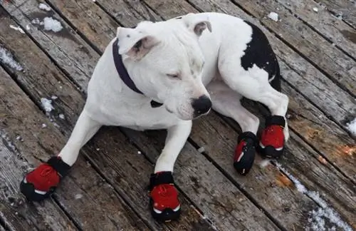 Brauchen Hunde Schneestiefel? Vom Tierarzt geprüfte Tipps