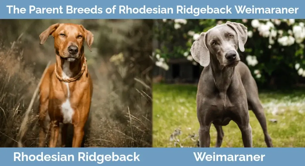 السلالات الأم من Rhodesian Ridgeback Weimaraner Mix