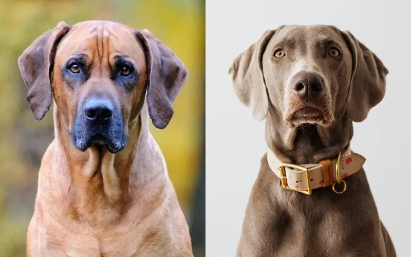 Rhodesian Ridgeback Weimaraner Mix: ข้อมูล รูปภาพ ลักษณะ & ข้อเท็จจริง