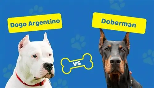 Dogo Argentino vs Doberman: Тэд хэрхэн харьцуулах вэ? (Зургийн хамт)