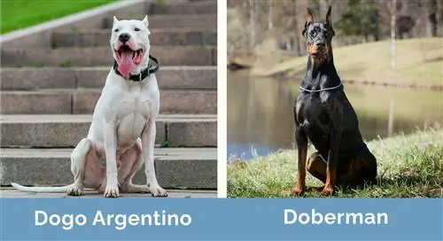 dogo argentino și doberman unul lângă altul