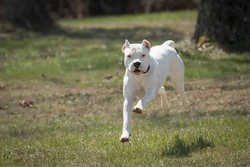 dogo argentino tumatakbo sa labas