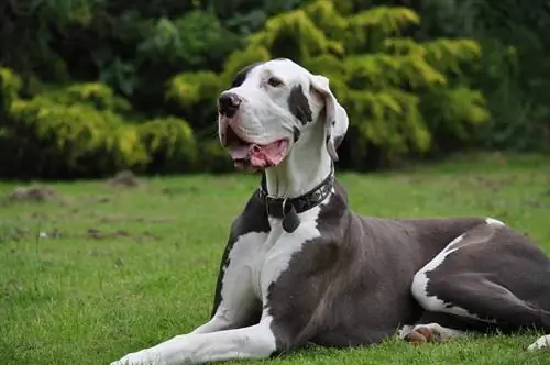 'n groot dane hond wat buite lê