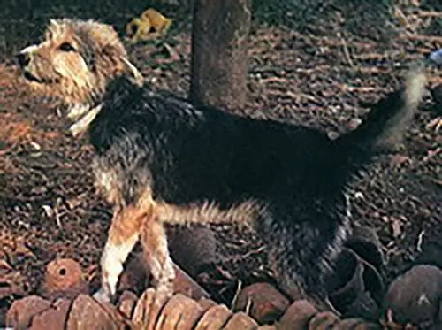 Armant-hond, met wat oranje spul en bomen op de achtergrond