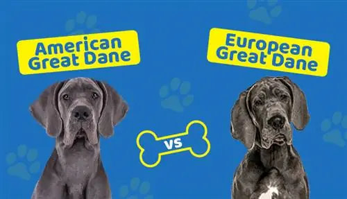 Amerikaans vs Europese Great Dane – Hoe vergelyk hulle? (Met prente)