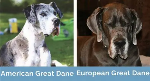 Amerikaanse Great dane vs europese Great dane