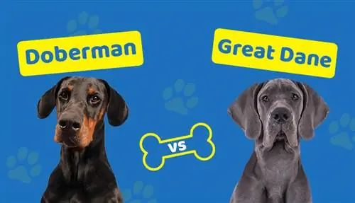 Doberman vs. Great Dane: Cum se compară? (Cu imagini)