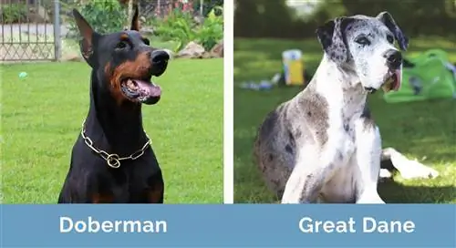 Doberman vs Great Dane krah për krah