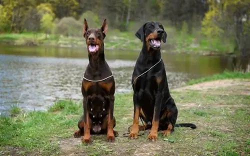 qen doberman meshkuj dhe femra të ulur në tokë