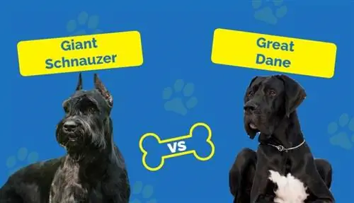 Reuse Schnauzer vs. Great Dane: Hoe vergelyk hulle? (Met prente)