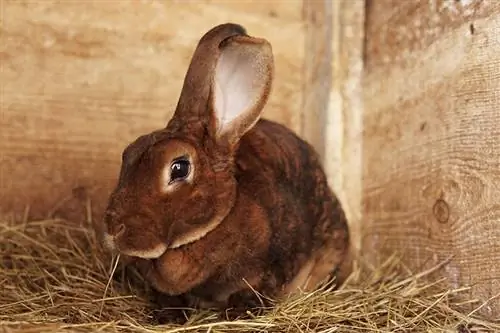 Niedliches braunes Rex-Kaninchen auf einem Bauernhof