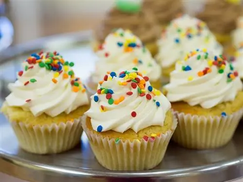 I cani possono mangiare i cupcake? Quanto sono cattivi?