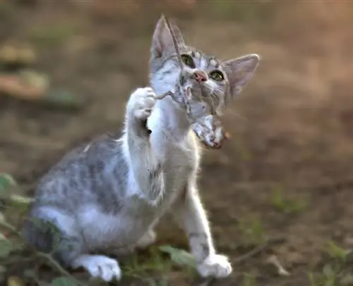 kucing dengan tikus di mulutnya