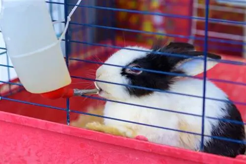 Conejo bebiendo de una botella de agua dentro de la jaula