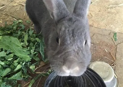 Lapin buvant de l'eau - jumpstory