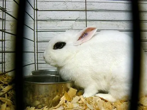 Dwarf Hotot trusis