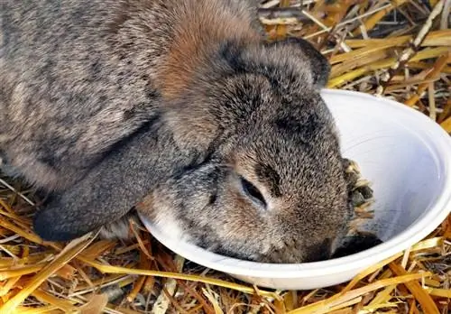 Deutsches Lop-Kaninchen beim Essen