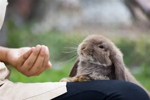 lastnica hrani svojega zajca