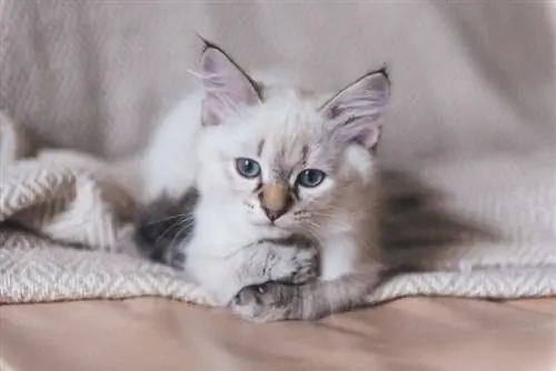 Ragdoll Munchkin ድመት ወለሉ ላይ ተኝቷል።