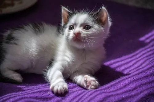 Mignon chaton munchkin sur lit violet