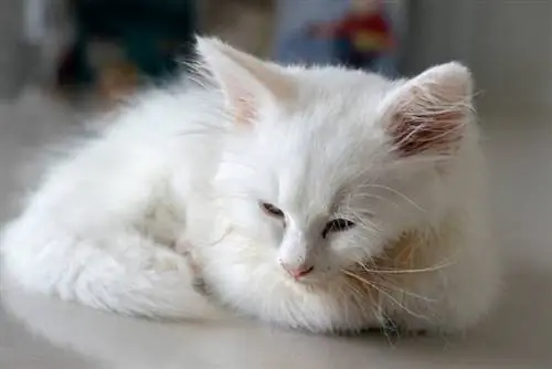 gatinho branco doente com panleucopenia felina deitado no chão com olhos tristes