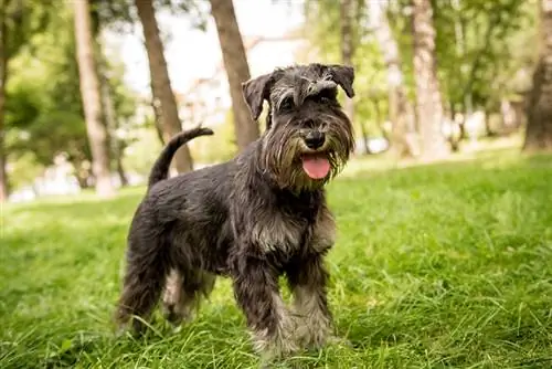 chien schnauzer nain au parc