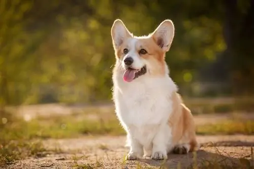 pembroke welsh corgi anjing duduk di atas tanah