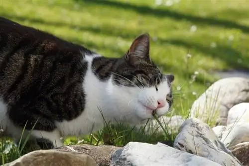 gato comendo grama