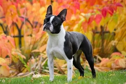 Boston Terrier