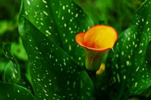 Արդյո՞ք Calla Lilies-ը թունավոր են կատուների համար: (Անասնաբույժի պատասխանը)