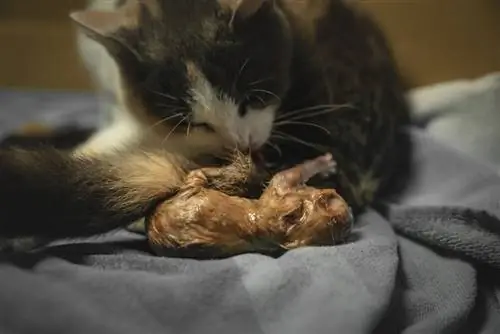 Katzenmutter leckt ihr neugeborenes Baby nach der Geburt