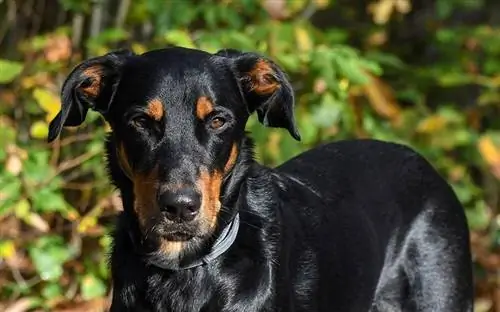 nærbilde av en Beauceron-hund