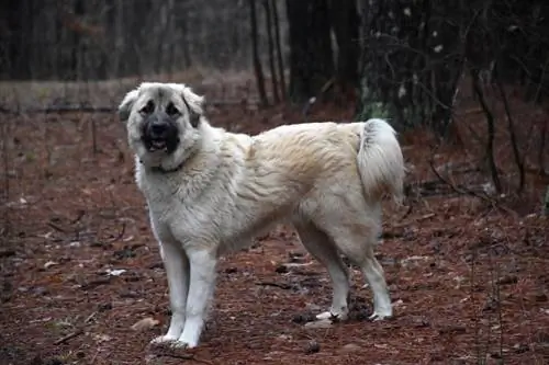 cane da pastore anatolico in piedi