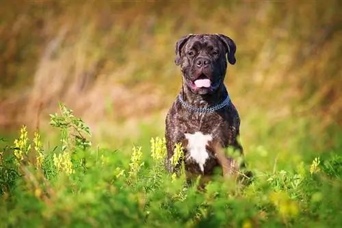 bullmastiff tigrato con macchie bianche