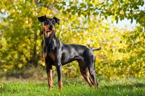 Pinscher alemán en pradera de hierba