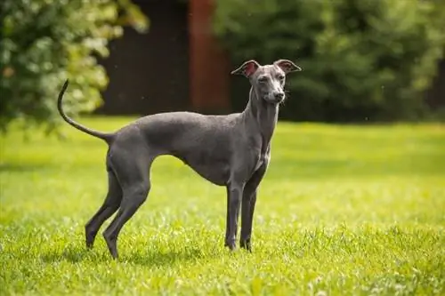 Italienischer Windhund