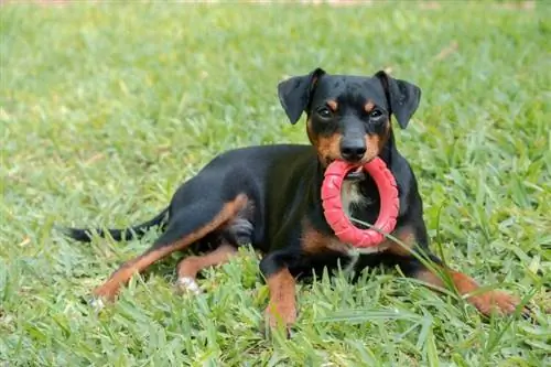 Zwergpinscher