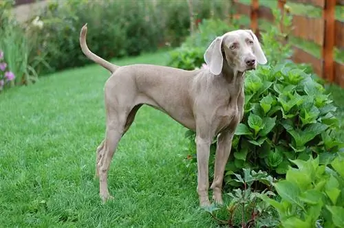 perro weimaraner de pie al aire libre