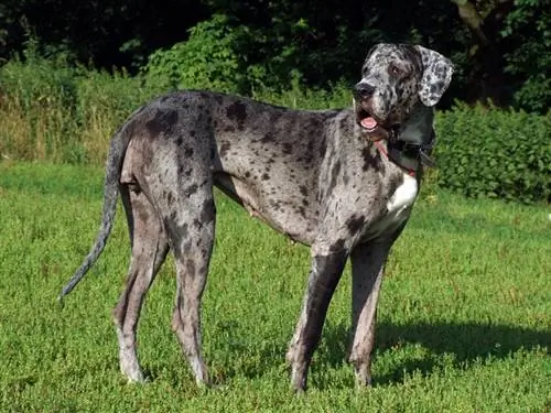 merle gran danés perro de pie al aire libre