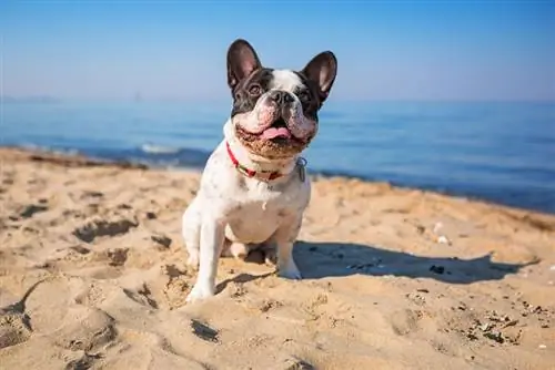 bulldog francés en la playa