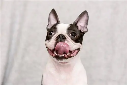 Perché i Boston Terrier leccano così tanto? (6 possibili motivi)