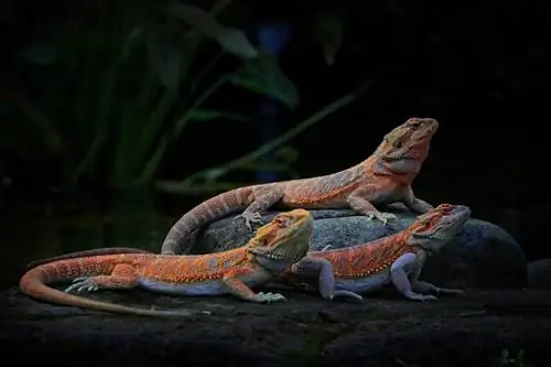 Nocturnal ba ang Bearded Dragons? Mga Siklo ng Pagtulog, Mga Gawi & Mga Tip sa Pangangalaga