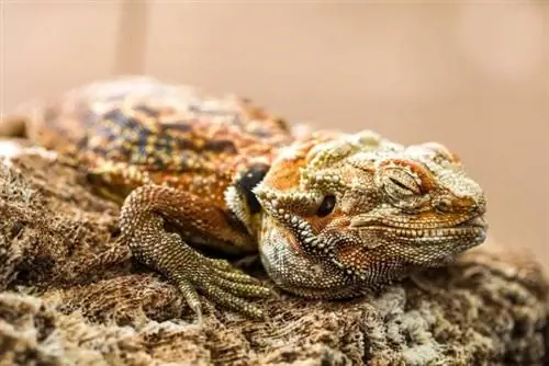 dragão barbudo dormindo em uma pedra