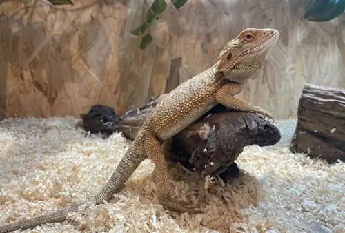 dragão barbudo no terrário