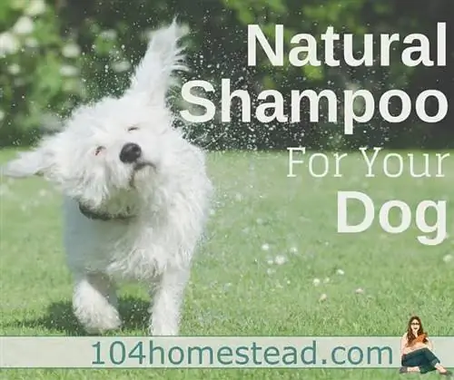 The 104 Homestead Dog Shampoo