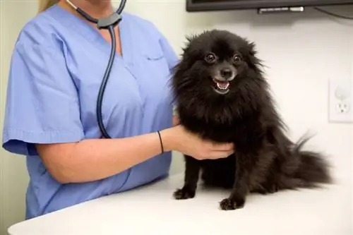 hund får sin puls kontrollerad på veterinärkliniken